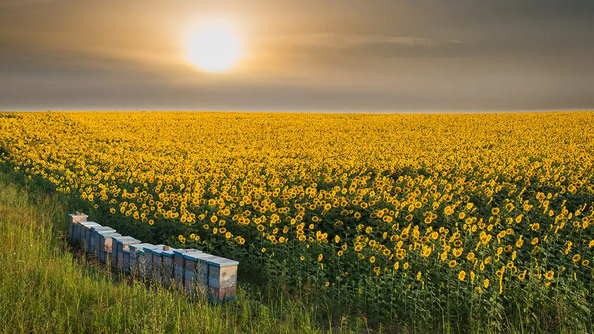 Lire la suite à propos de l’article 20 mai, Journée mondiale des abeilles